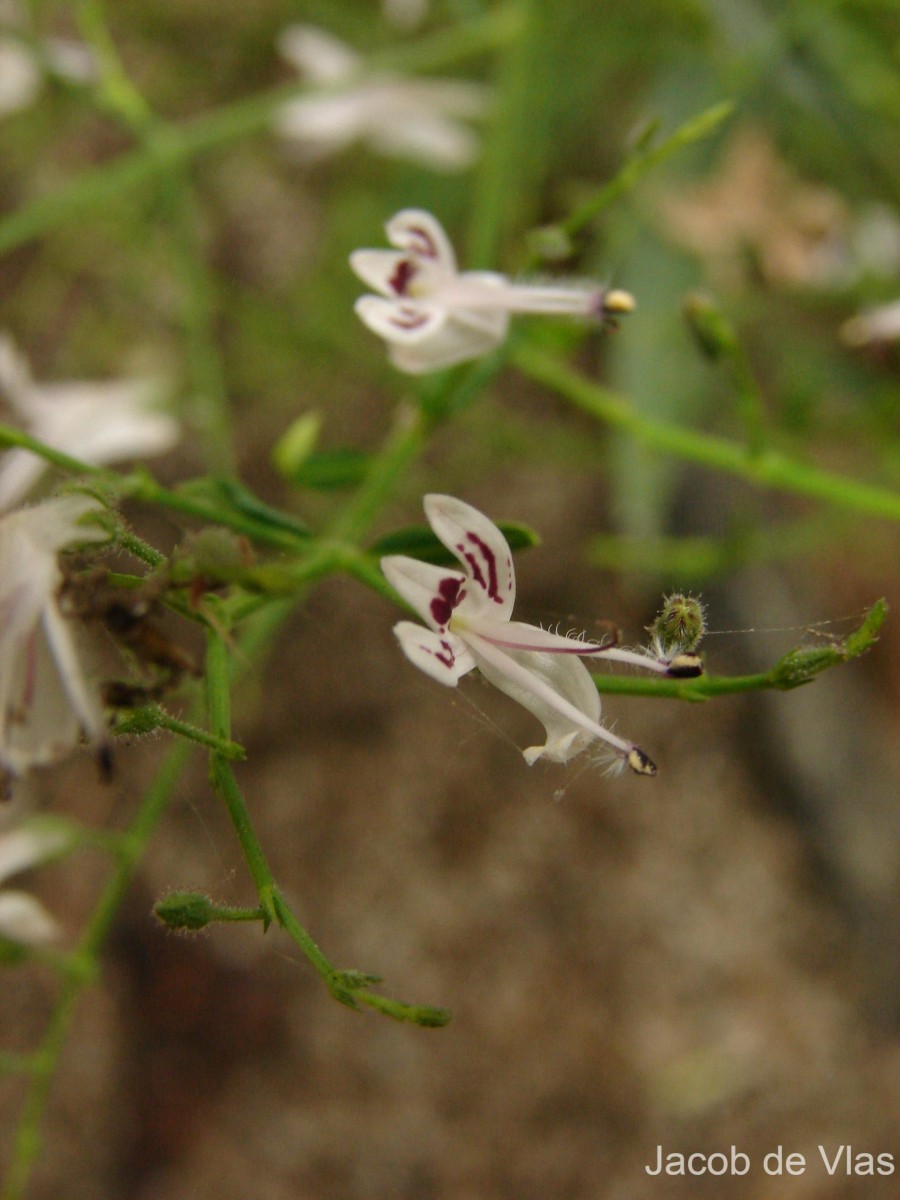 Andrographis paniculata (Burm.f.) Nees